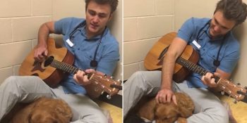 Sevimli Hastalarına Gitar Çalarak Onları Rahatlatan Veteriner: Ross Henderson
