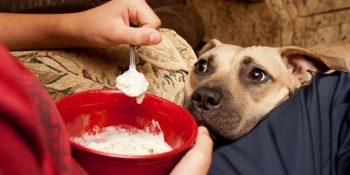 Siz Yemek Yerken Yalvarırcasına Bakan Köpeğinizin Huyunu Değiştirmenin 9 Yolu