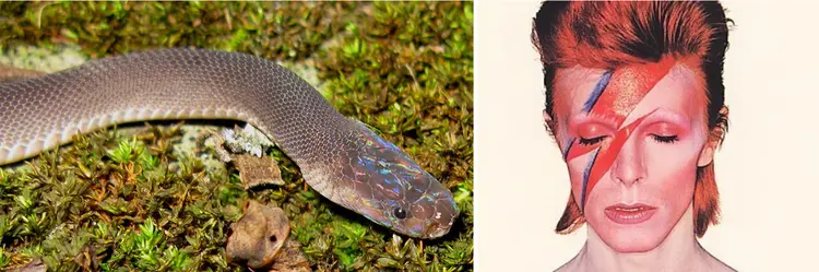 ziggy-stardust-snack-new-discovery-comparison