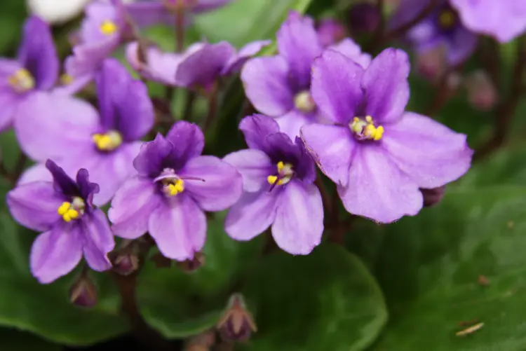 african-violet