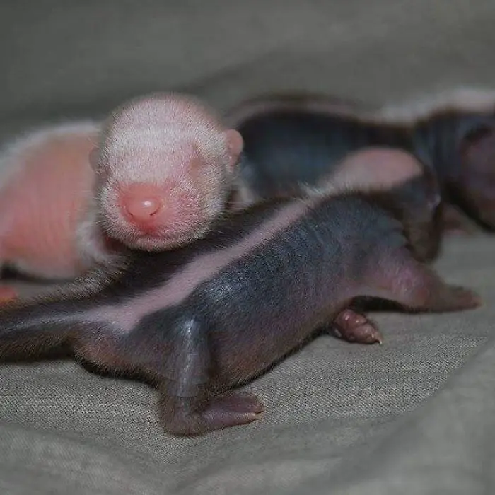 albino_kokarca (6)