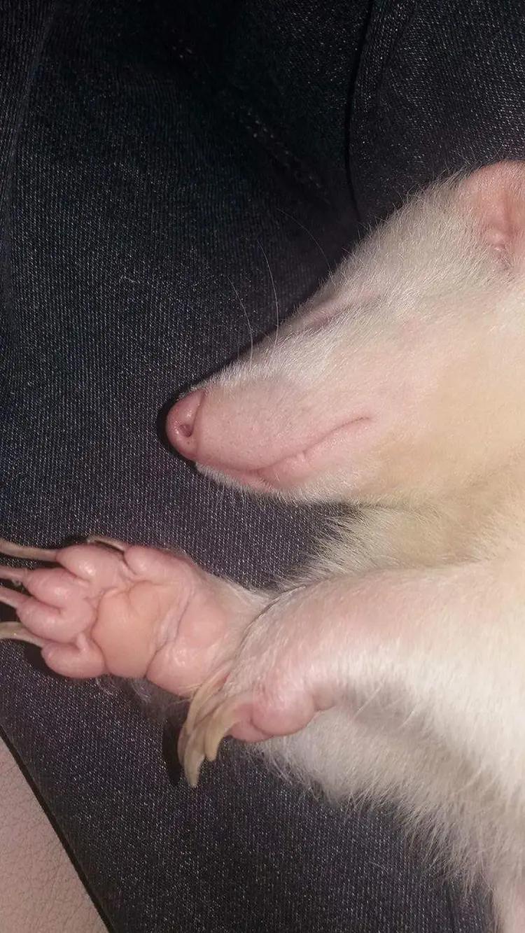 albino_kokarca (8)