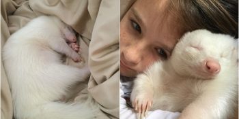 Annelerinin Bıraktığı Nadir Albino Kokarca ve Kardeşlerinin Yeni Huzurlu Yuvaları