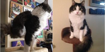 Olmayan İki Bacağı Yerine Kuyruğunu Kullanan Denge Ustası Kedi Anakin