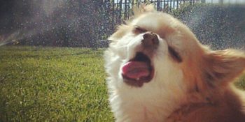 Fotoğraflarda Yanlış Zamanlamaya Kurban Gitmiş 38 Aşırı Komik ve Doğal Hayvan