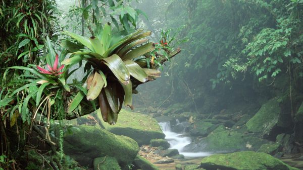 brazil-forest-desktop-background