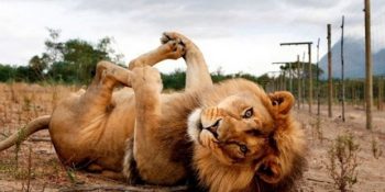 Büyük Kedilerin de İçlerinde Birer Minnoş Olduklarını Kanıtlayan 21 Vahşi Pati