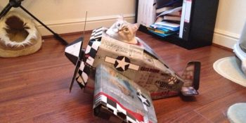 Kedileri Çılgına Çeviren Kutuların Eğlenceli Temalarla Buluştuğu 11 Karton Kedi Evi