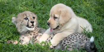 Utangaç Çitaları Sosyalleştiren ve Onlara Ömürlük Dost Olan “Duygusal Destek Köpekleri”