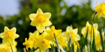 Doğum Ayınızın Çiçeği ve Karakteriniz Hakkında Söylediği İlginç Gerçekler