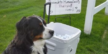Golf Toplarını Toplayıp Satarak Barınaktaki Dostlarına Yardım Eden Duyarlı Köpek Davos