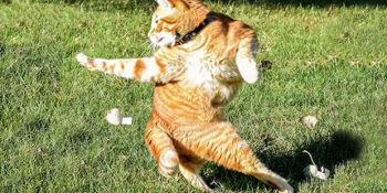 Snapchat Fenomeni Olmaya Aday Birbirinden Troll 23 Kedi