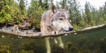 Saatlerce Yüzebilen ve Deniz Canlılarıyla Beslenen Nadir Bir Tür: Deniz Kurtları
