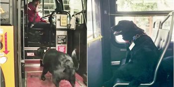 Kendi Kendini Parka Gezmeye Götüren Köpeğin Sevimli Otobüs Yolculuğu