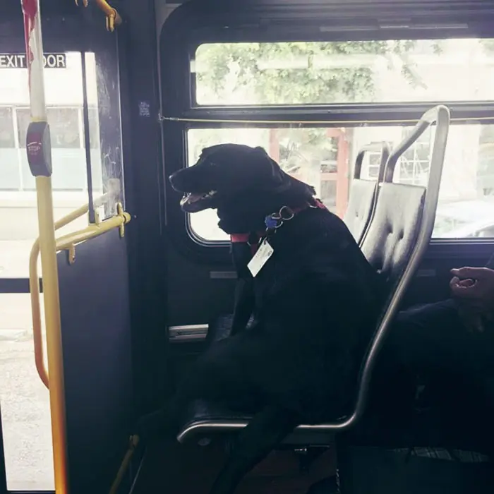 eclipse_kopek_otobus (10)