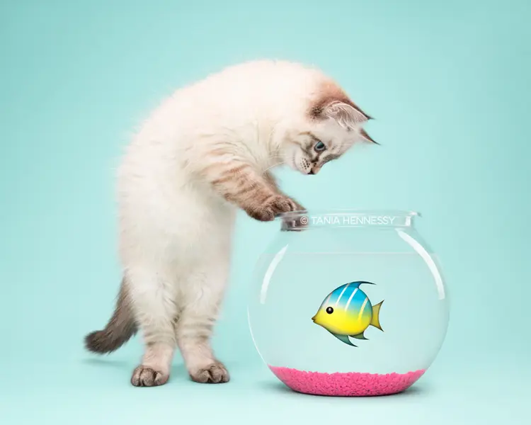 emoji_kedi (15)
