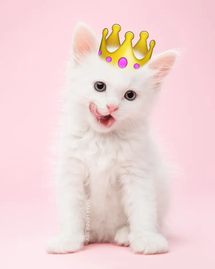 emoji_kedi (2)