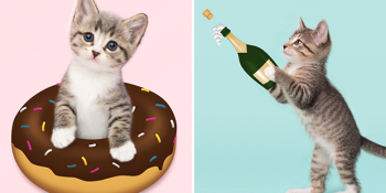 Yavru Kedileri En Sevilen Emojilerle Birleştirerek Onları Yuvalandıran Kadın ve 15 Emoji Kedi