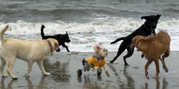 Yürütecinin Hayatını Etkilemesine İzin Vermeyen Neşe Dolu Engelli Köpek Albert