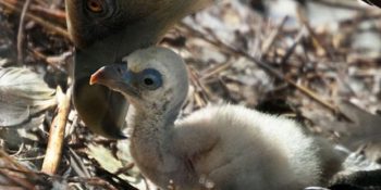 İki Gay Akbabanın Sahiplendikleri Yavru ve Kalp Eriten Ebeveynlikleri