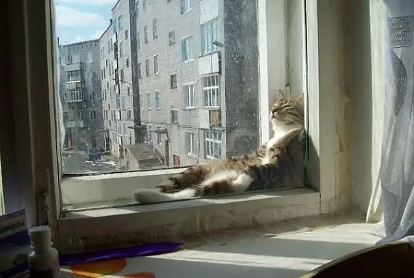 gunes_kedi (3)
