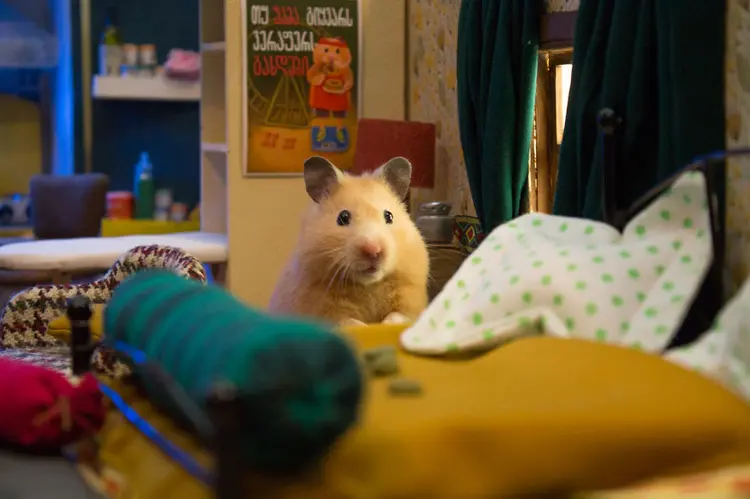 hamster_sehri_2