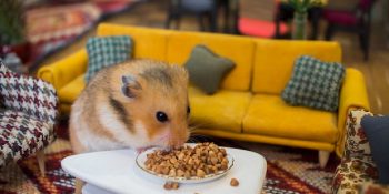 Hamster Ailesi Serisi İçin Yaratılan Olağanüstü Gerçekçi Minnoş Şehir Yumville