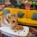Hamster Ailesi Serisi İçin Yaratılan Olağanüstü Gerçekçi Minnoş Şehir Yumville