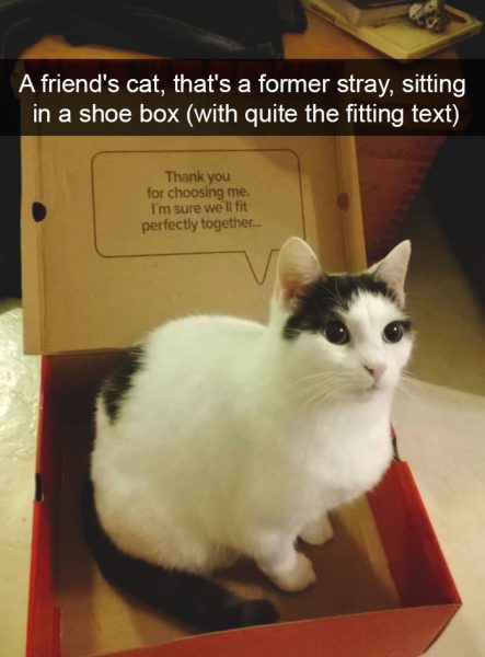 hilarious-cat-snapchats-101-594913112e159__700