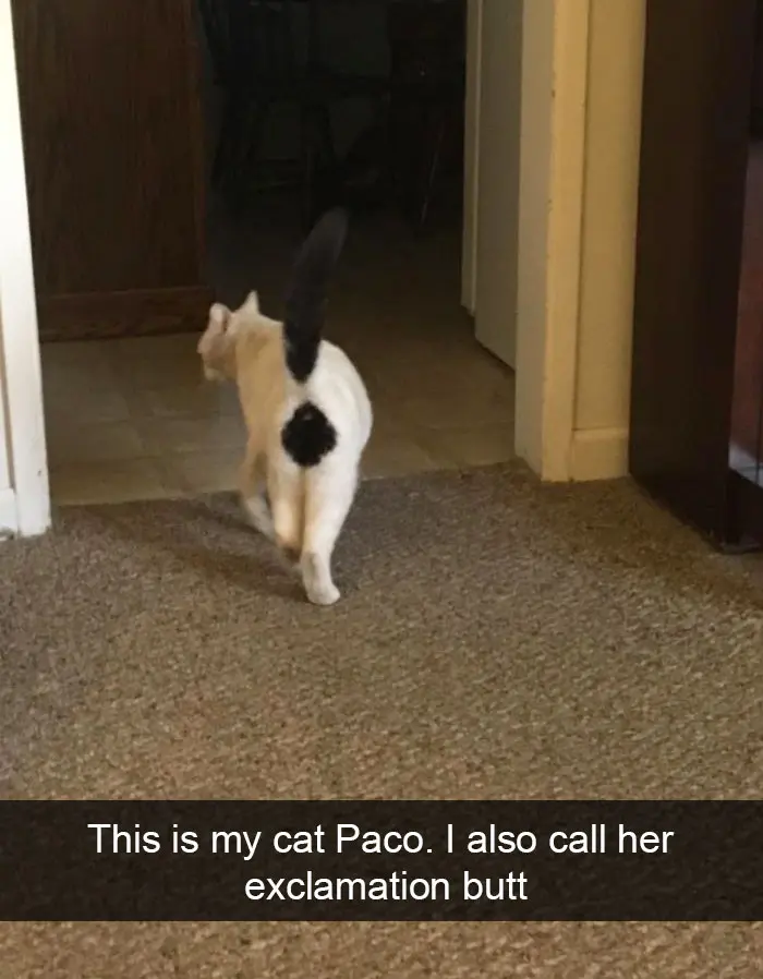 hilarious-cat-snapchats-114-594a3b772ca31__700
