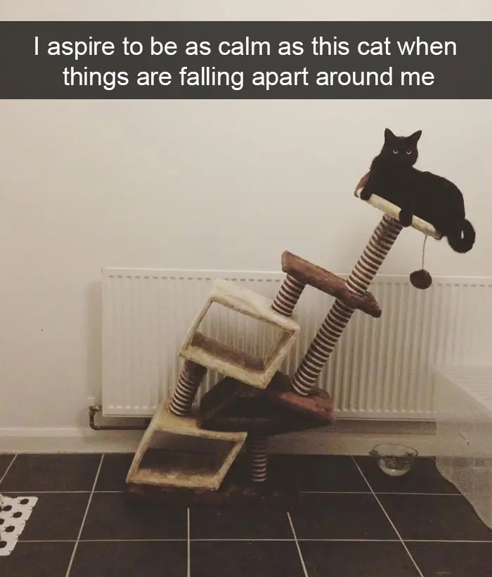 hilarious-cat-snapchats-3-5948f03775d51__700