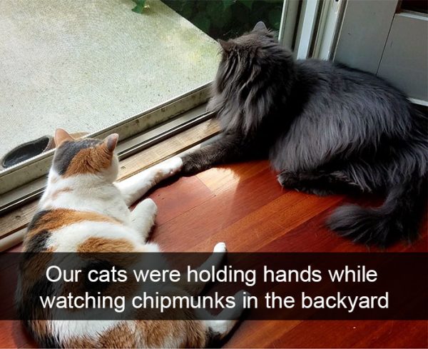 hilarious-cat-snapchats-38-59493521892e3__700