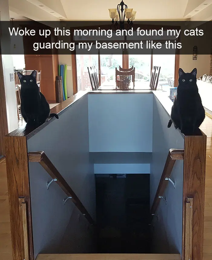 hilarious-cat-snapchats-47-594a109d1a1dd__700