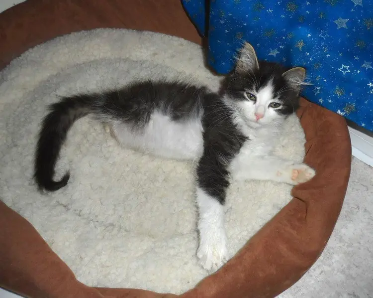 iki_bacakli_kedi_anakin