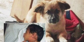 Plastik Poşetin İçinde Sokağa Atılmış Bebeğin Hayatını Kurtaran Kahraman Köpek