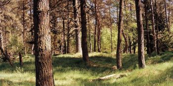 Çıplak Gözle Fark Etmenin Neredeyse İmkansız Olduğu 15 Keskin Nişancı