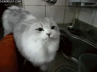 kedi_masrafi (7)