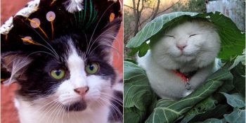 Dünyadan Ülke Ülke Kedilere Sesleniş Şekilleri: Gel Buraya Pisi Pisi!