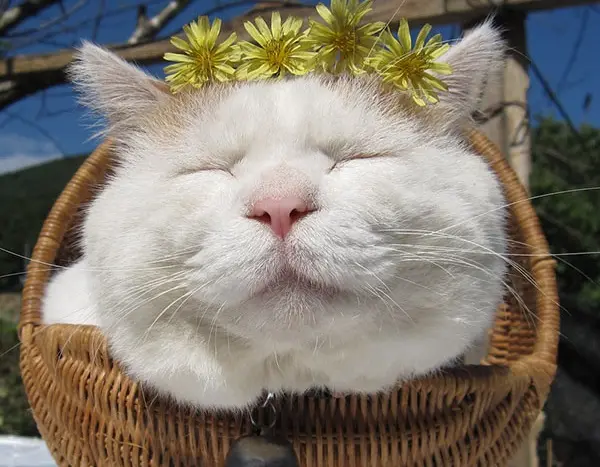 kedi_seslenisleri (2)
