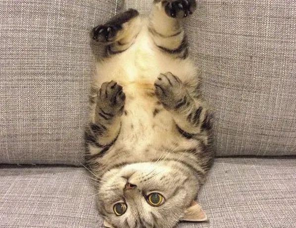 kedi_seslenisleri (3)