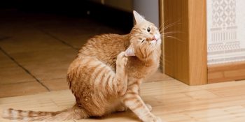 Yaz Aylarının Sevilmeyen Misafirleri: Kedilerde Pire Problemi ve Çözüm Yolları