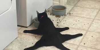 Kedilerin Gariplikte Sınır Tanımayan Canlılar Olduklarını Bir Daha Kanıtlayan 27 Çılgın