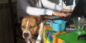 Köpeklerin Akıllı ve Bir O Kadar Şapşal Olduğunun Kanıtı 22 Komik Kuçu