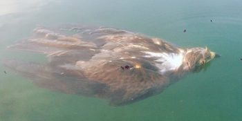 Su Üzerindeki Karaltının Hareket Ettiğini Fark Edip Hayat Kurtaran Kahraman Kanocu