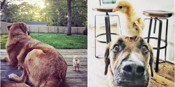6 Civcive Birden Annelik Yapan Sevimli Köpeğin İç Eriten Hikayesi