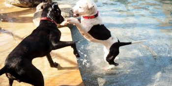 Barınak Köpeklerinin Yüzünü Güldüren Özel ve Havalı Havuz Partisi