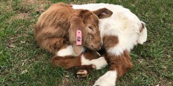 Et Çiftliğinde Kör Olan ve Yalnızlıktan Kendine Sarılan Keçinin Mutluluğa Kavuşma Hikayesi