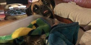 Kurtardığı Yavru Kediyi Bir An Olsun Yalnız Bırakmak İstemeyen Babacan Köpek Lennox