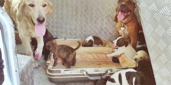 Balıkesir’de Bir Süredir Gitmediği Evine Dönen Kadının Karşılaştığı Sevimli Manzara