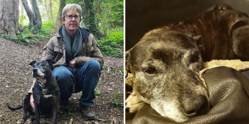 Sahibini Özleyip Depresyona Giren Köpeğin Yüzünü Tekrar Güldüren Alternatif Çözüm